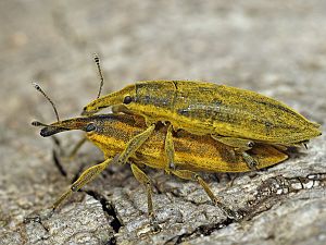 Lixus iridis Schierlingsrüssler